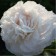 PION Milk -flowered Omeo Snow, pot C3, 1 pc, summer 2024