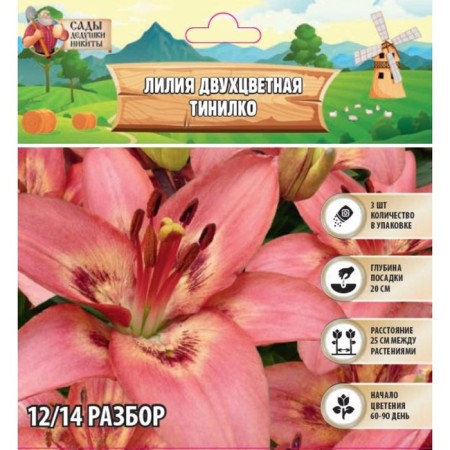 Two-color lily "Tinilco", rr 12/14, 3 pcs, spring 2024