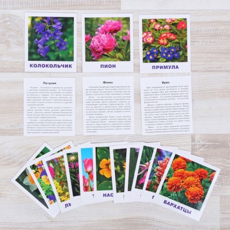 Training cards "What is growing on the flowerbed?"