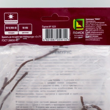 Eremurus Bunge, 1 pc, rr I, spring 2025-1
