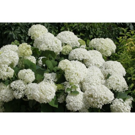 Saphenet Hydrangea "Arb. Annabelle", P9 pot, summer 2024