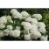 Saphenet Hydrangea "Arb. Annabelle", P9 pot, summer 2024