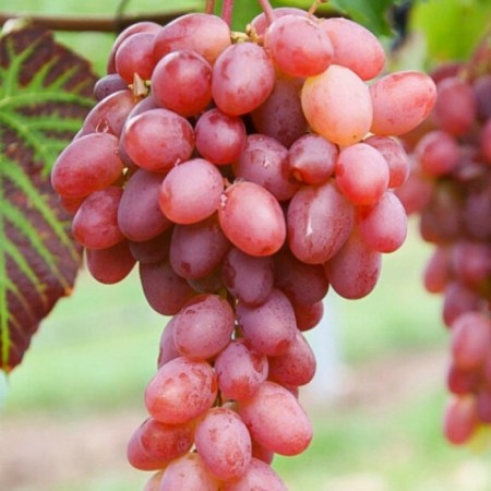 Grapes seedling "Gourmet", tube, spring 2025