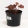 Geyera shallow vegetable Peles Peep, C2 pot, H10-50 height, 1 pc, summer 2024
