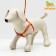 AMUNICE COMMUNICATION "DOGA", leash 120 x 1 cm, OG 27-42 cm, orange
