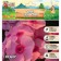 Flox "Jeffs Pink" rr I, 2 pcs,