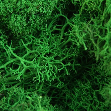 The moss stabilized "green" 45 gr (+-5 gr).-1
