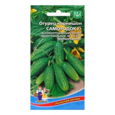 Seeds of cucumber 