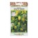 Flowers Clematis "Love locator", 20 pcs