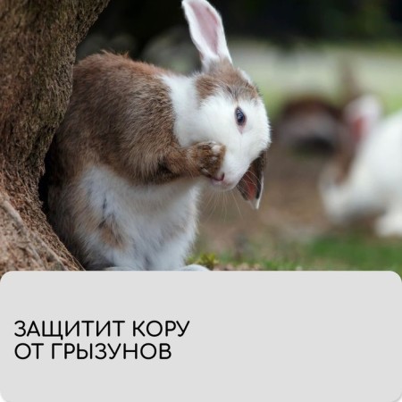 Бинт садовый, 10 × 0,08 м, плотность 60 г/м², спанбонд с УФ-стабилизатором, белый, Greengo, Эконом 20%-2