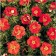 Lapceta shrubby red Ace, C2 pot, 1 pc, summer 2024