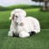 Garden figure "lamb lies" 29x15x17cm ////