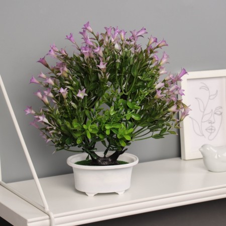 Bonsai in the Liliana Premium pot 25x12 cm, mix-4