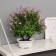 Bonsai in the Liliana Premium pot 25x12 cm, mix