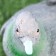 Garden figure "pigeon" 17x10x18cm ////