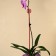 Support for orchids, h = 44 cm, plastic, raspberry, mix