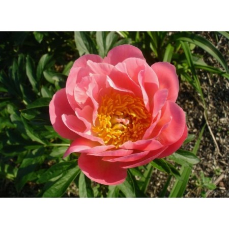 PION Milk -flowered pink Hawaiian coral, C3 pot, 1 pc, summer 2024