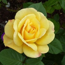 Seedling rose 
