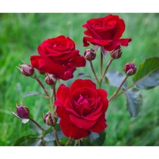 Seedling rose Floribunda 