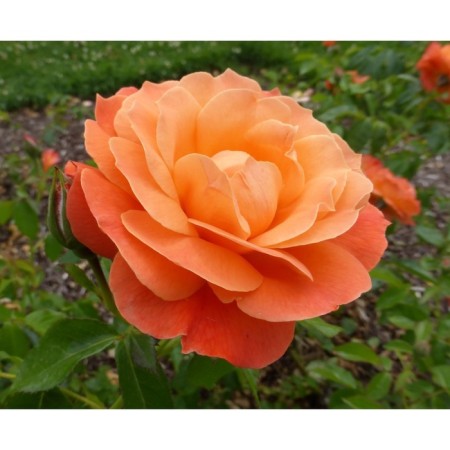 Lisbon Rosa seedling, 1 pc, spring 2024