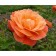 Lisbon Rosa seedling, 1 pc, spring 2024