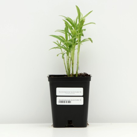 Fizostia Virginskaya "Crystal Peak White", pot p9, 1 pc, spring 2024-2