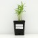Fizostia Virginskaya "Crystal Peak White", pot p9, 1 pc, spring 2024