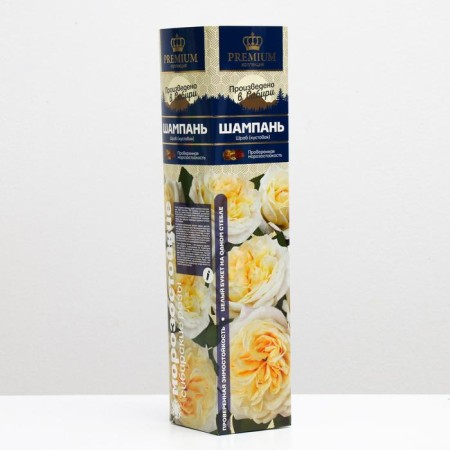 Saphenet Rosa Shampan Spring 2024, 1 pc.