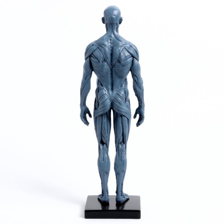 Model "Human Body" 29cm-3