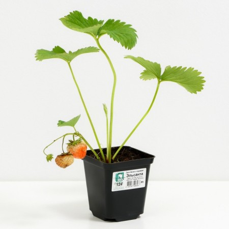 Strawberries Garden Elsant, P9 Pot, 1 pc, summer 2024-1
