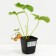Strawberries Garden Elsant, P9 Pot, 1 pc, summer 2024
