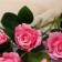 Artificial flowers "Rose Charm" 6x77 cm, pink