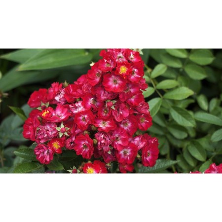 Seedling rose miniature "Alberich", tube, 1 pc, spring 2025