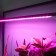 Lamp for plants LED linear, 900 mm Uniel, 14 W, LED, IP65, Color transparent