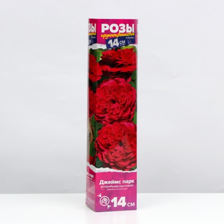 Seedling rose Floribunda (bush) James Park, 1 pc, spring 2024