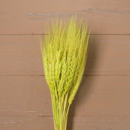 Dry Colossus of wheat, set 50 pcs., Yellow color-2