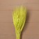 Dry Colossus of wheat, set 50 pcs., Yellow color