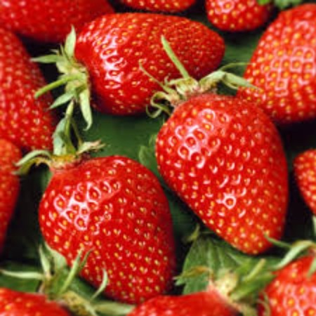 Strawberry seedlings of Frigo Sandra (Sandra) a (9-15 mm), P9 pot
