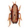 Taracan bug, works from batteries