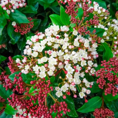 Lavrolist Kalina seeder "Gwenllian", P9 pot, summer 2024