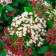Lavrolist Kalina seeder "Gwenllian", P9 pot, summer 2024