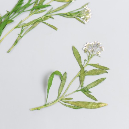 Sukhotzet "meadow flower" lilac h = 5-8 cm-1