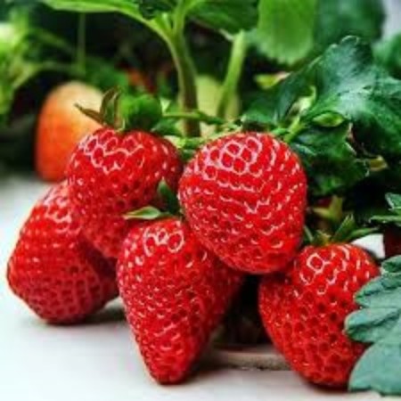 Strawberry seedlings of frigo Monteri A (9-15 mm), 5 pcs