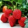 Strawberry seedlings of frigo Monteri A (9-15 mm), 5 pcs