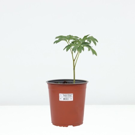 PION Milk -flowered Omeo Snow, pot C3, 1 pc, summer 2024-2