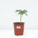 PION Milk -flowered Omeo Snow, pot C3, 1 pc, summer 2024