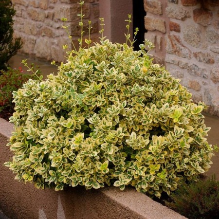 Birch Birch Fortuna "Emerald in Gold", P9 pot, summer 2024