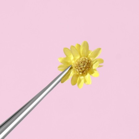 Sukhotsts for the decor "chamomile", voluminous, 12 species, in a case, multi -colored-3