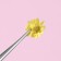 Sukhotsts for the decor "chamomile", voluminous, 12 species, in a case, multi -colored