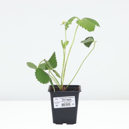 Strawberry Gardener Ostara, P9 pot, 1 pc, summer 2024-2